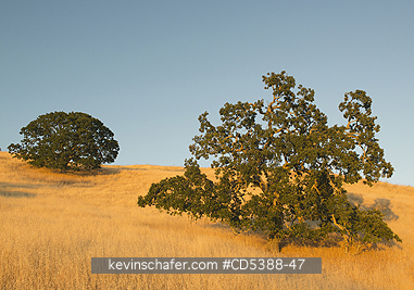 CALIFORNIA, SCENIC: Oak Trees and golden summer grassland, Mt. Diablo State Park, California