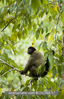 MONKEY, WOOLLY: Humboldt\\\'s or Common Woolly Monkey (Lagothrix lagotricha), Cloud Forest, Manu National Park,  SE Peru