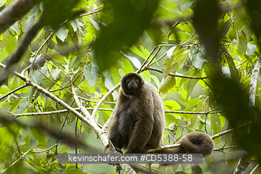 MONKEY, WOOLLY: Humboldt\'s or Common Woolly Monkey (Lagothrix lagotricha), Cloud Forest, Manu National Park,  SE Peru