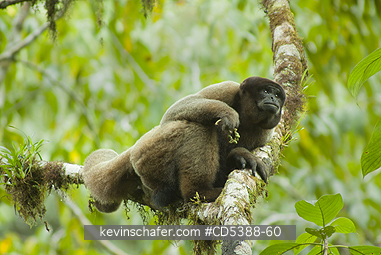 MONKEY, WOOLLY: Humboldt\\\'s or Common Woolly Monkey (Lagothrix lagotricha), Cloud Forest, Manu National Park,  SE Peru