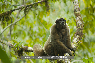 MONKEY, WOOLLY: Humboldt\\\'s or Common Woolly Monkey (Lagothrix lagotricha), Cloud Forest, Manu National Park,  SE Peru
