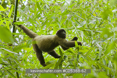MONKEY, WOOLLY: Humboldt\\\'s or Common Woolly Monkey (Lagothrix lagotricha), Cloud Forest, Manu National Park,  SE Peru