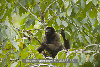 MONKEY, WOOLLY: Humboldt\\\'s or Common Woolly Monkey (Lagothrix lagotricha), Cloud Forest, Manu National Park,  SE Peru