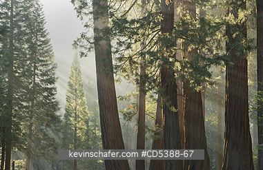CALIFORNIA, TREES: Giant Sequoias (Sequoiadendron giganteum)  Sequoia National Park, Sierra Nevada, California