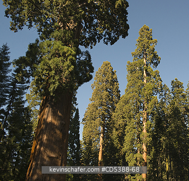 TREES, SEQUOIA: Giant Sequoias (Sequoiadendron giganteum)  Sequoia National Park, Sierra Nevada, California