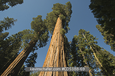 TREES, SEQUOIA: Giant Sequoias (Sequoiadendron giganteum)  Sequoia National Park, Sierra Nevada, California