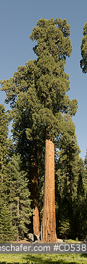 TREE, SEQUOIA: Giant Sequoias (Sequoiadendron giganteum)  Sequoia National Park, Sierra Nevada, California