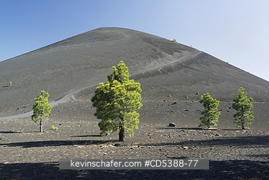 CALIFORNIA, SCENIC: Pine Trees and Cinder Cone, Lassen Volcanic National Park, California