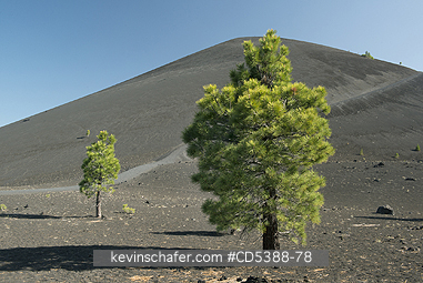 CALIFORNIA, SCENIC: Pine Trees and Cinder Cone, Lassen Volcanic National Park, California
