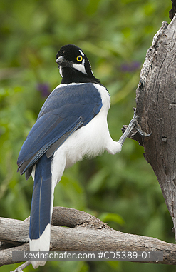 BIRD, WHITE-TAILED JAY: White-tailed Jay (Cyanocorax mystacalis) Chaparri Reserve, Northern Peru