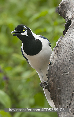 BIRDS, JAY: White-tailed Jay (Cyanocorax mystacalis) Chaparri Reserve, Northern Peru