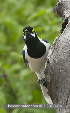 BIRD, JAY: White-tailed Jay (Cyanocorax mystacalis) Chaparri Reserve, Northern Peru
