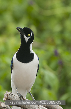 BIRDS, White-tailed Jay: White-tailed Jay (Cyanocorax mystacalis) Chaparri Reserve, Northern Peru