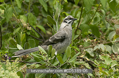BIRD, MOCKINGBIRD: Long-tailed Mockingbird (Mimus longicaudatus) Chaparri Reserve, Northern Peru