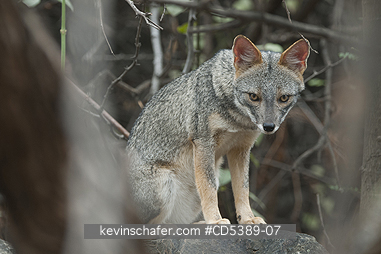FOX, SECHURAN: Sechuran Fox (Lycalopex sechurae) Wild, Chaparri Reserve, Lambayeque, Northern Peru