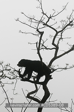 BEAR, SPECTACLED: Spectacled Bear (Tremarctos ornatus) 2-year old female in tree, Chaparri Reserve, Lambayeque Province, Peru