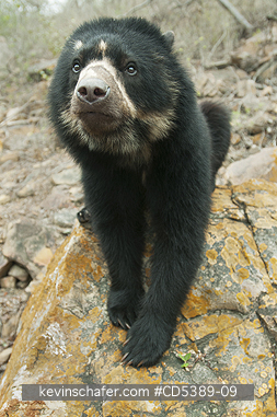 BEAR, SPECTACLED: Spectacled Bear (Tremarctos ornatus) 2-year old female, Chaparri Reserve, Lambayeque Province, Peru