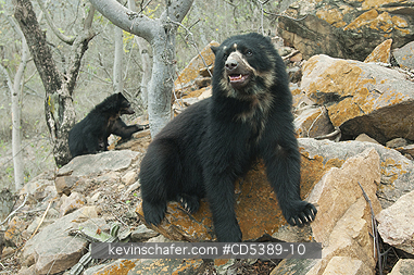 BEAR, SPECTACLED: Spectacled Bear (Tremarctos ornatus) 2-year old female, Chaparri Reserve, Lambayeque Province, Peru