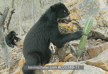 BEAR, SPECTACLED: Spectacled Bear (Tremarctos ornatus) 2-year old female TESTING CACTUS SPINES, Chaparri Reserve, Lambayeque Province, Peru