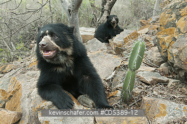 BEAR, SPECTACLED: Spectacled Bear (Tremarctos ornatus) 2-year old female, Chaparri Reserve, Lambayeque Province, Peru