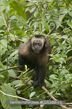 MONKEY, CAPUCHIN: Brown Capuchin Monkey (Cebus apella) Manu National Park,   Southeast Peru