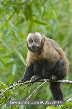 MONKEY, CAPUCHIN: Brown Capuchin Monkey (Cebus apella) Manu National Park,   Southeast Peru