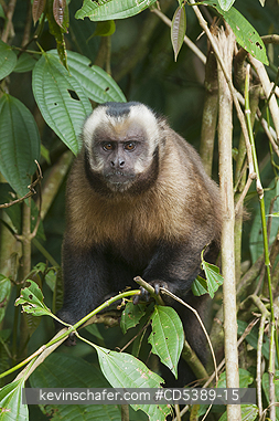 MONKEY, CAPUCHIN: Brown Capuchin Monkey (Cebus apella) Manu National Park,   Southeast Peru