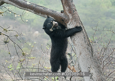 BEAR, SPECTACLED: Spectacled Bear (Tremarctos ornatus) 2-year old female hanging in tree, Chaparri Reserve, Lambayeque Province, Peru