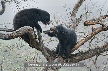 BEARS, SPECTACLED: Spectacled Bear (Tremarctos ornatus) Adult female chastising 2-year old cub in tree, Chaparri Reserve, Lambayeque Province, Peru