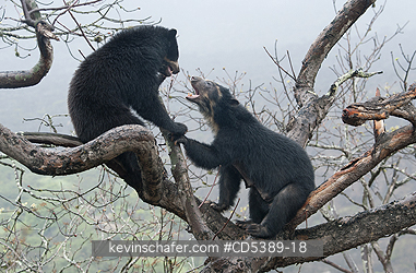 BEARS, SPECTACLED: Spectacled Bear (Tremarctos ornatus) Adult female chastising 2-year old cub in tree, Chaparri Reserve, Lambayeque Province, Peru