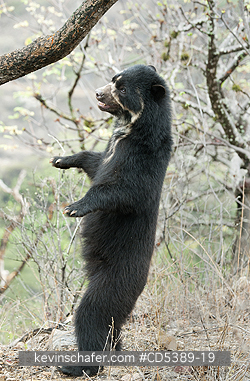 BEAR, SPECTACLED: Spectacled Bear (Tremarctos ornatus)   2-year old female, Chaparri Reserve, Lambayeque Province, Peru