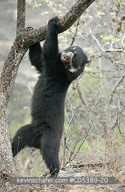 BEAR, SPECTACLED: Spectacled Bear (Tremarctos ornatus)   2-year old female, Chaparri Reserve, Lambayeque Province, Peru