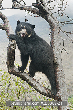 BEAR, SPECTACLED: Spectacled Bear (Tremarctos ornatus)   2-year old female, Chaparri Reserve, Lambayeque Province, Peru