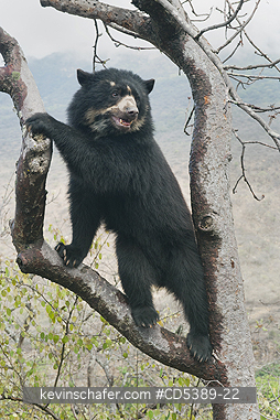 BEAR, SPECTACLED: Spectacled Bear (Tremarctos ornatus)   2-year old female, Chaparri Reserve, Lambayeque Province, Peru