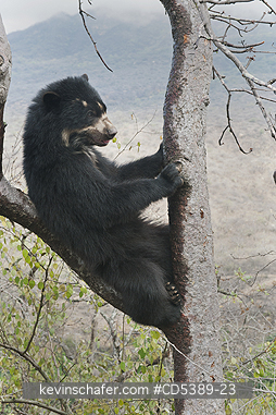 BEAR, SPECTACLED: Spectacled Bear (Tremarctos ornatus)   2-year old female in tree, Chaparri Reserve, Lambayeque Province, Peru