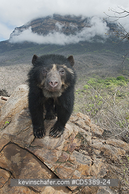 BEAR, SPECTACLED: Spectacled Bear (Tremarctos ornatus)     Chaparri Reserve, Lambayeque Province, Peru