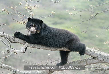 BEAR, SPECTACLED: Spectacled Bear (Tremarctos ornatus) 2-year old female in tree, Chaparri Reserve, Lambayeque Province, Peru