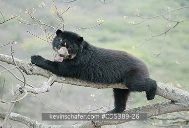 BEAR, SPECTACLED: Spectacled Bear (Tremarctos ornatus) 2-year old female in tree, Chaparri Reserve, Lambayeque Province, Peru