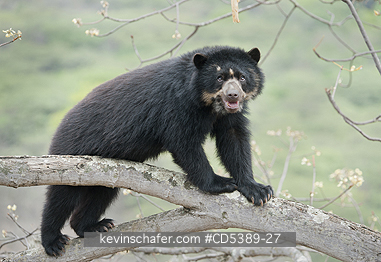 BEAR, SPECTACLED: Spectacled Bear (Tremarctos ornatus) 2-year old female in tree, Chaparri Reserve, Lambayeque Province, Peru