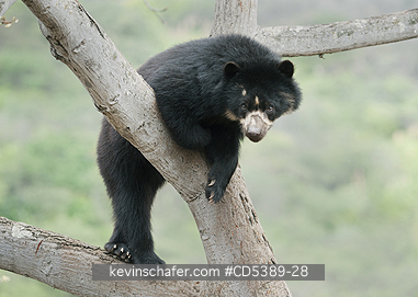 BEAR, SPECTACLED: Spectacled Bear (Tremarctos ornatus) 2-year old female in tree, Chaparri Reserve, Lambayeque Province, Peru