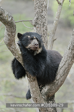BEAR, SPECTACLED: Spectacled Bear (Tremarctos ornatus) 2-year old female in tree, Chaparri Reserve, Lambayeque Province, Peru