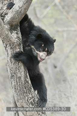 BEAR, SPECTACLED: Spectacled Bear (Tremarctos ornatus) 2-year old female descending from tree, Chaparri Reserve, Lambayeque Province, Peru