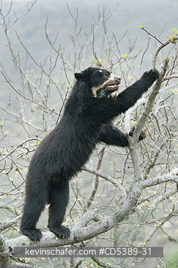 BEAR, SPECTACLED: Spectacled Bear (Tremarctos ornatus) 2-year old female in tree, Chaparri Reserve, Lambayeque Province, Peru