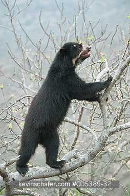 BEAR, SPECTACLED: Spectacled Bear (Tremarctos ornatus) 2-year old female in tree, Chaparri Reserve, Lambayeque Province, Peru