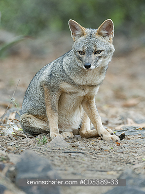 FOX, SECHURAN: Sechuran Fox (Lycalopex sechurae) Wild, Chaparri Reserve, Lambayeque, Northern Peru