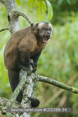 MONKEY, CAPUCHIN: Brown Capuchin Monkey (Cebus apella) Manu National Park,   Southeast Peru