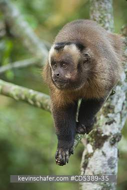 MONKEY, CAPUCHIN: Brown Capuchin Monkey (Cebus apella) Manu National Park,   Southeast Peru