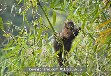MONKEY, CAPUCHIN: Brown Capuchin Monkey (Cebus apella) Feeding on Bamboo, Manu National Park,   Southeast Peru