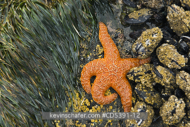 WILDLIFE, SEA STAR: Ochre Seastar (Pisaster ochraceus) Shi-Shi Beach, Olympic National Park, Washington
