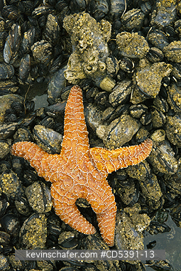 WILDLIFE, SEA STAR: Ochre Seastar (Pisaster ochraceus) Shi-Shi Beach, Olympic National Park, Washington